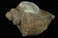 藏品(紅皺岩螺)的圖片